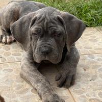 Cuccioli corso italiani