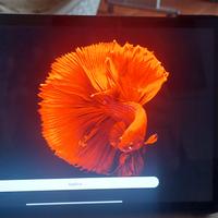 Tablet Xiaomi Pad 5 11 pollici WQHD+120hz 6gb ram