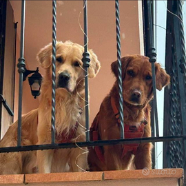 Cuccioli Golden Retriever