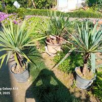 Piante di Yucca Gloriosa