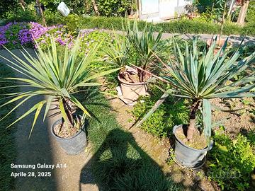 Piante di Yucca Gloriosa