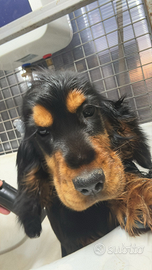 Cocker spaniel inglese nero forato con pedigree