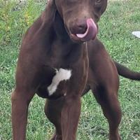 Cucciola femmina pit bul UKC