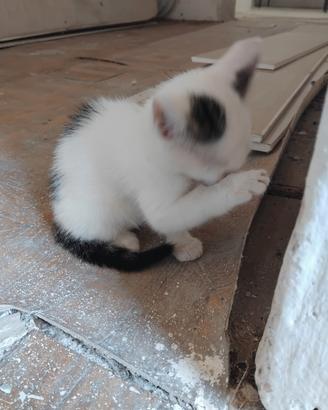 Gattino di due mesi