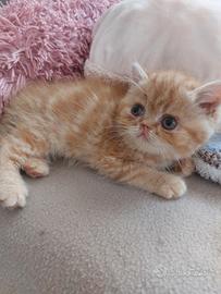 Gattino Persiano Esotico