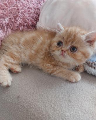 Gattino Persiano Esotico