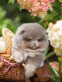 Pomerania lilac e tan MASCHIO muso schiacciato