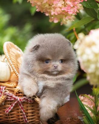 Pomerania lilac e tan MASCHIO muso schiacciato