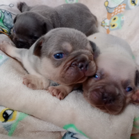 Bulldog francese