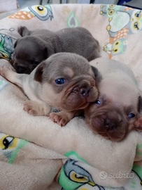 Bulldog francese