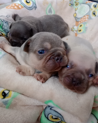 Bulldog francese