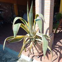 Pianta grassa agave