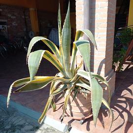 Pianta grassa agave