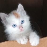 Gattini di Turco Van (il Gatto Pescatore) Disponib