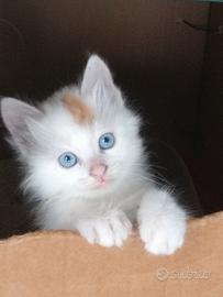 Gattini di Turco Van (il Gatto Pescatore) Disponib