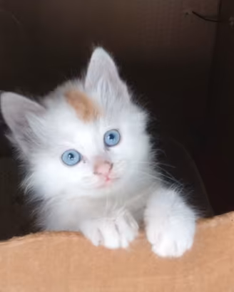 Gattini di Turco Van (il Gatto Pescatore) Disponib