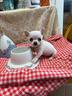 chihuahua-miny