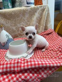 Chihuahua miny