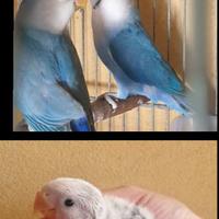 Pulli di inseparabili blu