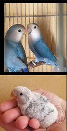 Pulli di inseparabili blu