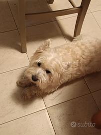 Westie buonissimo