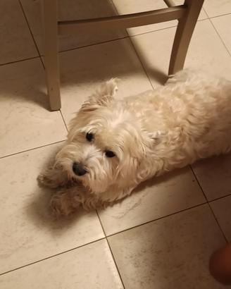 Westie buonissimo
