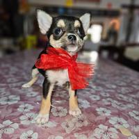 Chihuahua toy mini per Natale
