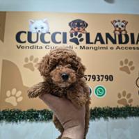 Barboncino Toy Red 2M 2F anche a rate a distanza