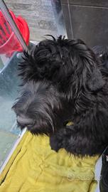 Terrier russo femmina 9 mesi