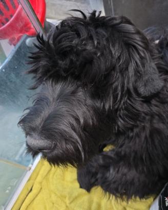 Terrier russo femmina 9 mesi