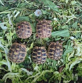 Tartaruga
