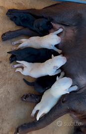 Cuccioli Labrador retriver