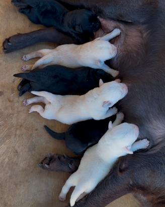 Cuccioli Labrador retriver