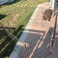 recinto cuccioli
