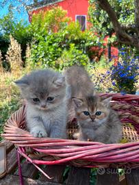 Gattini british shorthair
