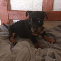 Pinscher nano