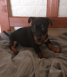 Pinscher nano