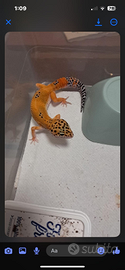 Geco leopardino