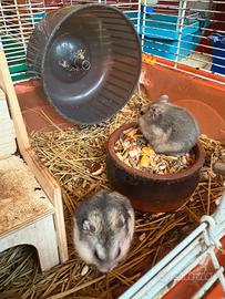 Criceti russi e doarati