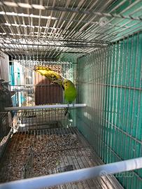 Cocorite e Accessori