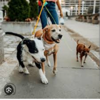 Dog sitter disponibile da subito