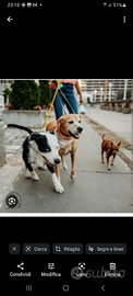 Dog sitter disponibile da subito