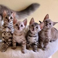 Bengala cuccioli pedigree ENFI