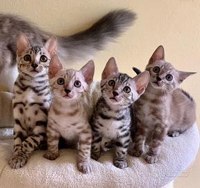 Bengala cuccioli pedigree ENFI