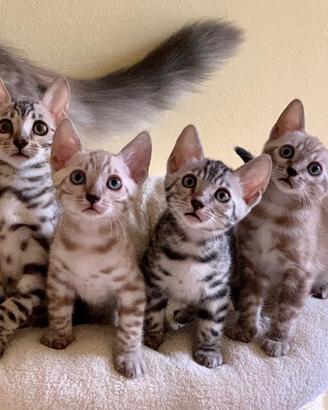 Bengala cuccioli pedigree ENFI