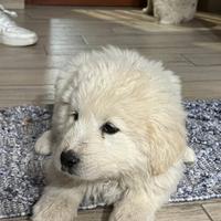 Cucciolo pastore dei pirenei