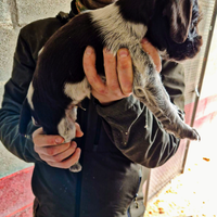 Cuccioli di drahthaar