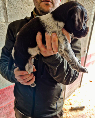 Cuccioli di drahthaar