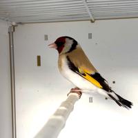 Cardellino mayor 2025