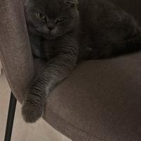 Accoppiamento British/Scottish